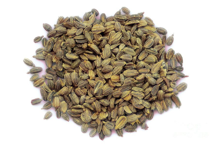 Carrot Seed Market Size, Industry Share | Forecast, 2028