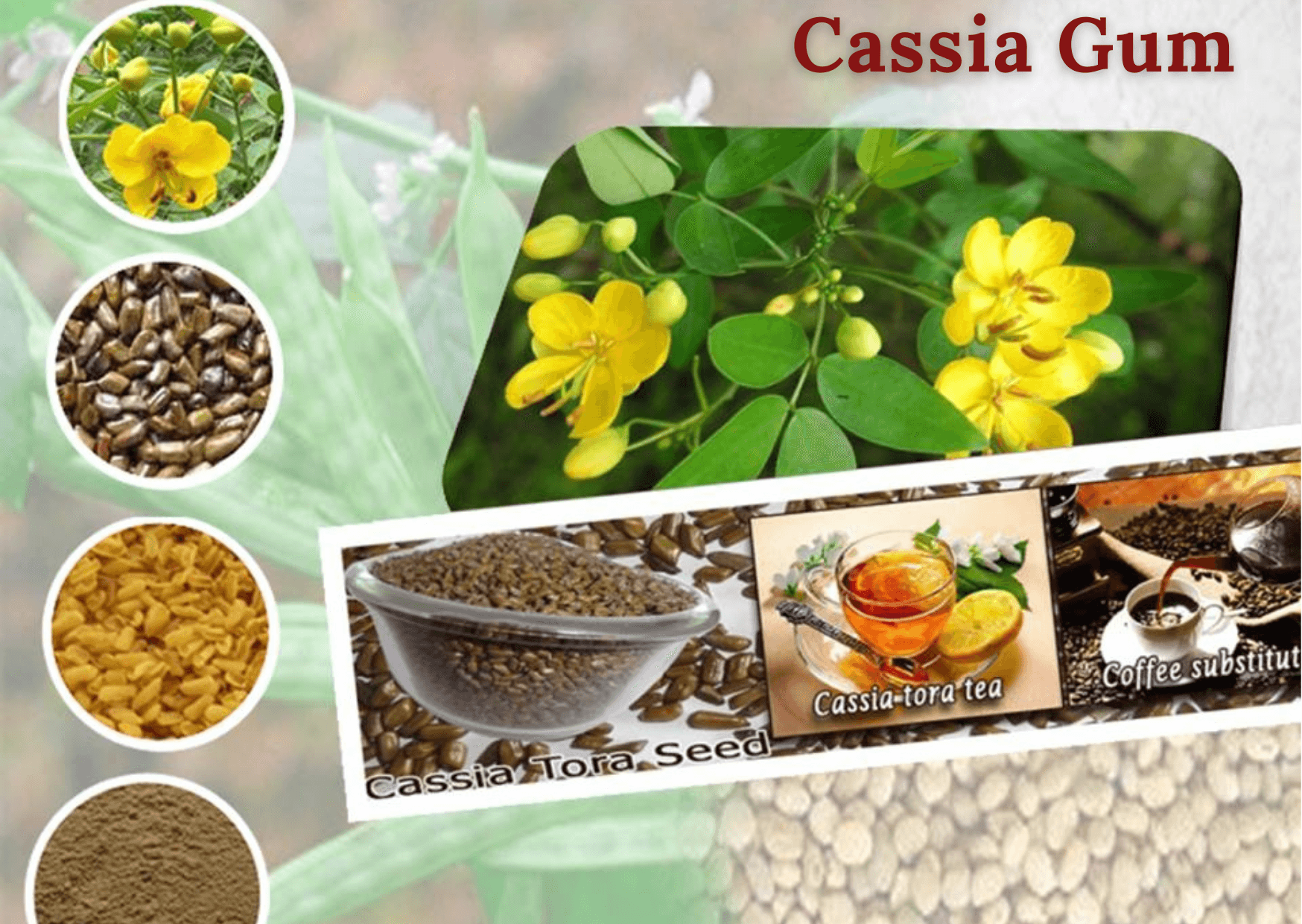 Cassia Gum Market Growth Analysis by 2030