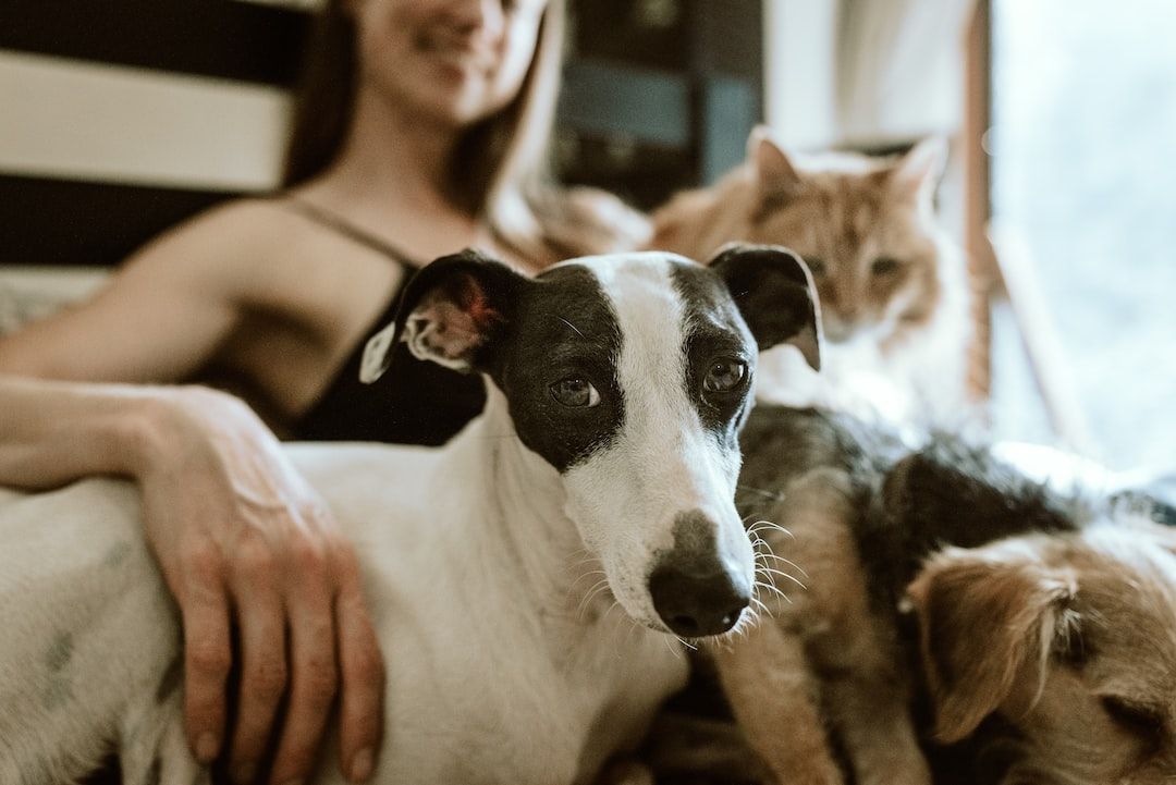 The Difference Between Pets and Domestic Animals