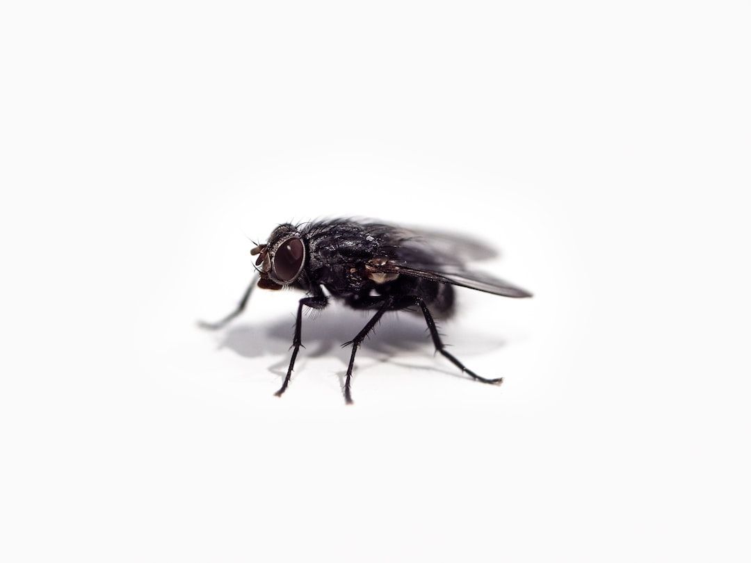 Pest Control Tips: How to Keep Your Home Safe From Bugs