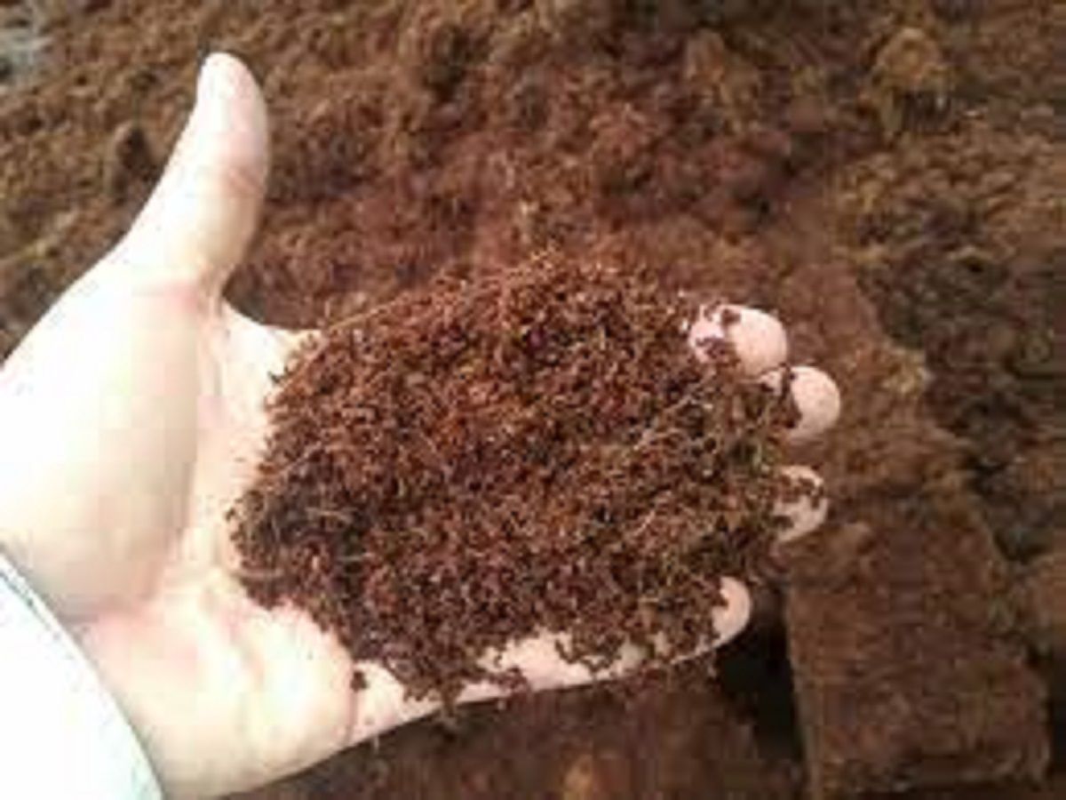 Coco Coir Market 2022 Analysis & Industry Forecast Report, 2028
 