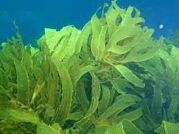 Commercial Seaweeds Market Analysis and Industry Forecast Report