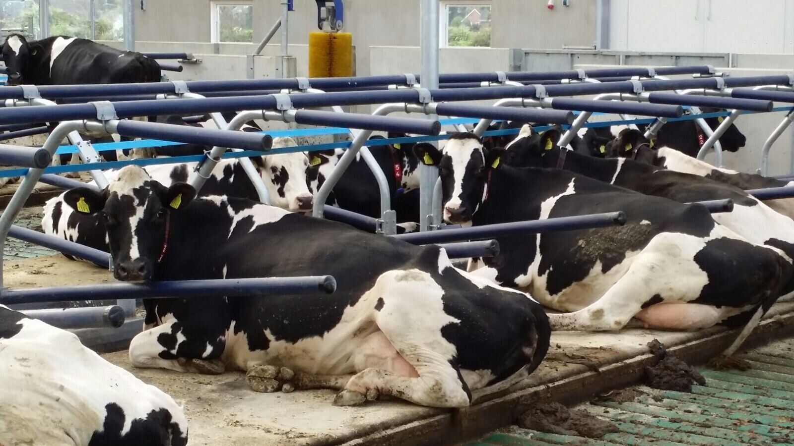 Cow Cubicles Market Key Players, Share & Forecast Report to 2028