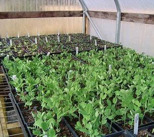 Soilless Cultivation Equipment Market Future Scope Upto 2028