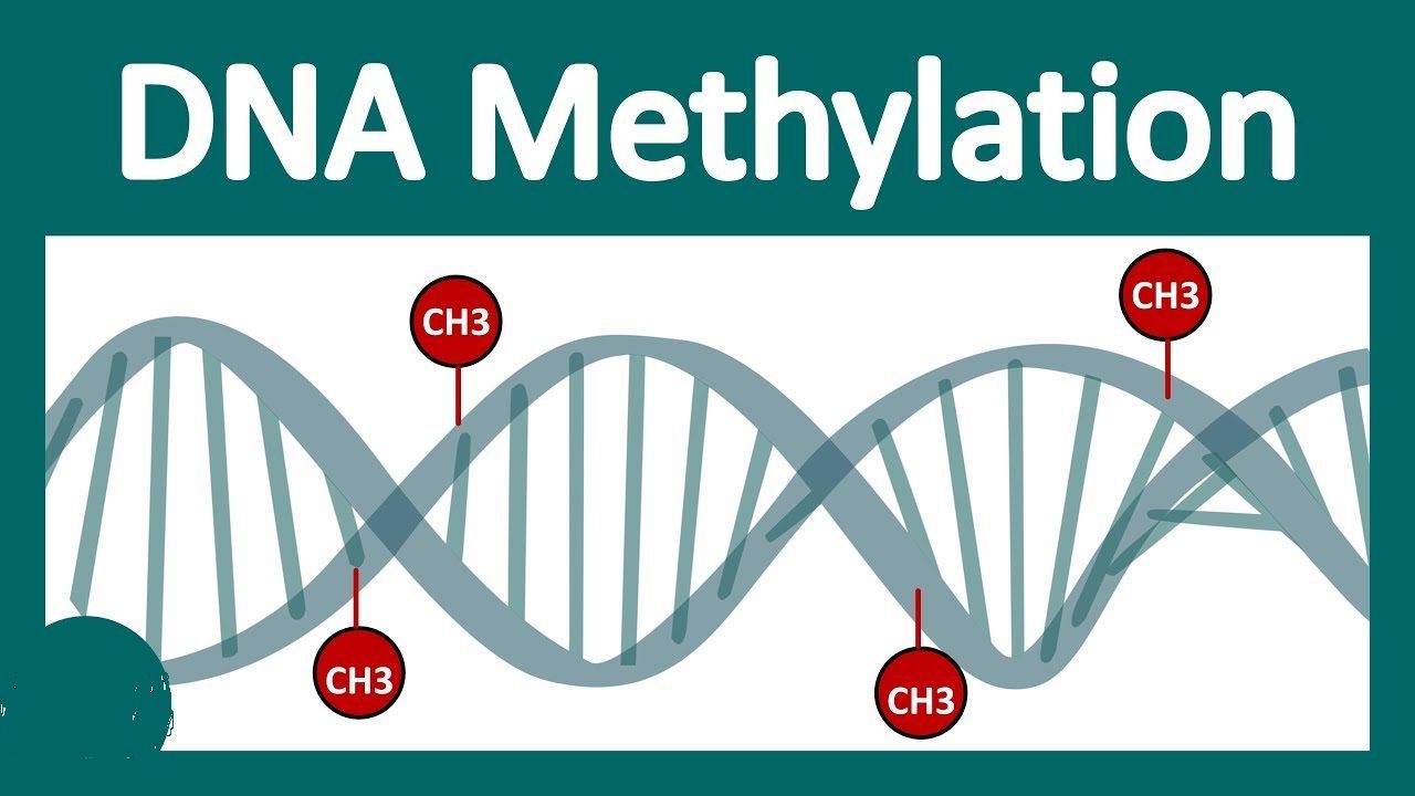 Dna Methylation Market 2022 Size, Dynamics & Forecast Report 2028