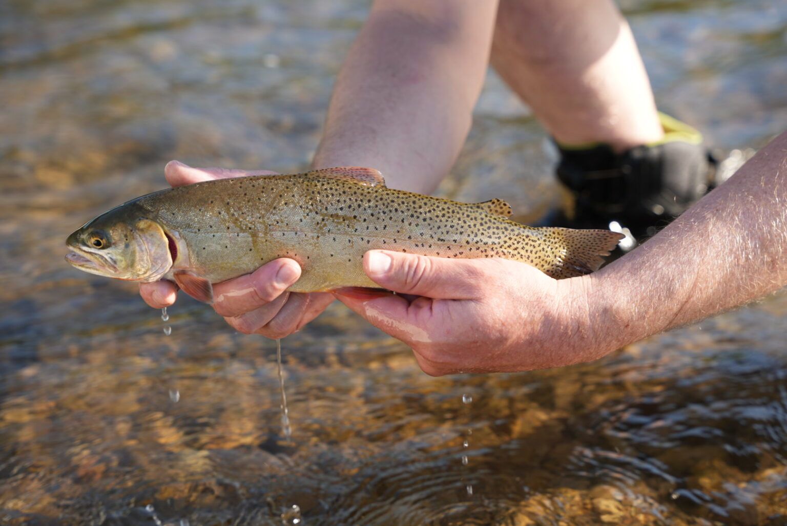 Fishing the Greys River in Star Valley, Wyoming