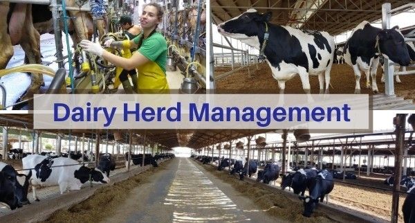 Dairy Herd Management Market 2022 Players and Industry Analysis 
