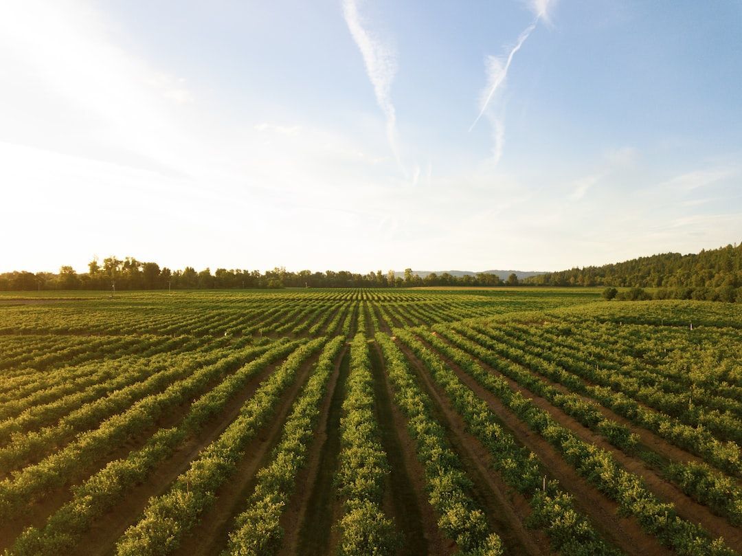 Global Agriculture Adjuvants Market 2022 Size to 2028
