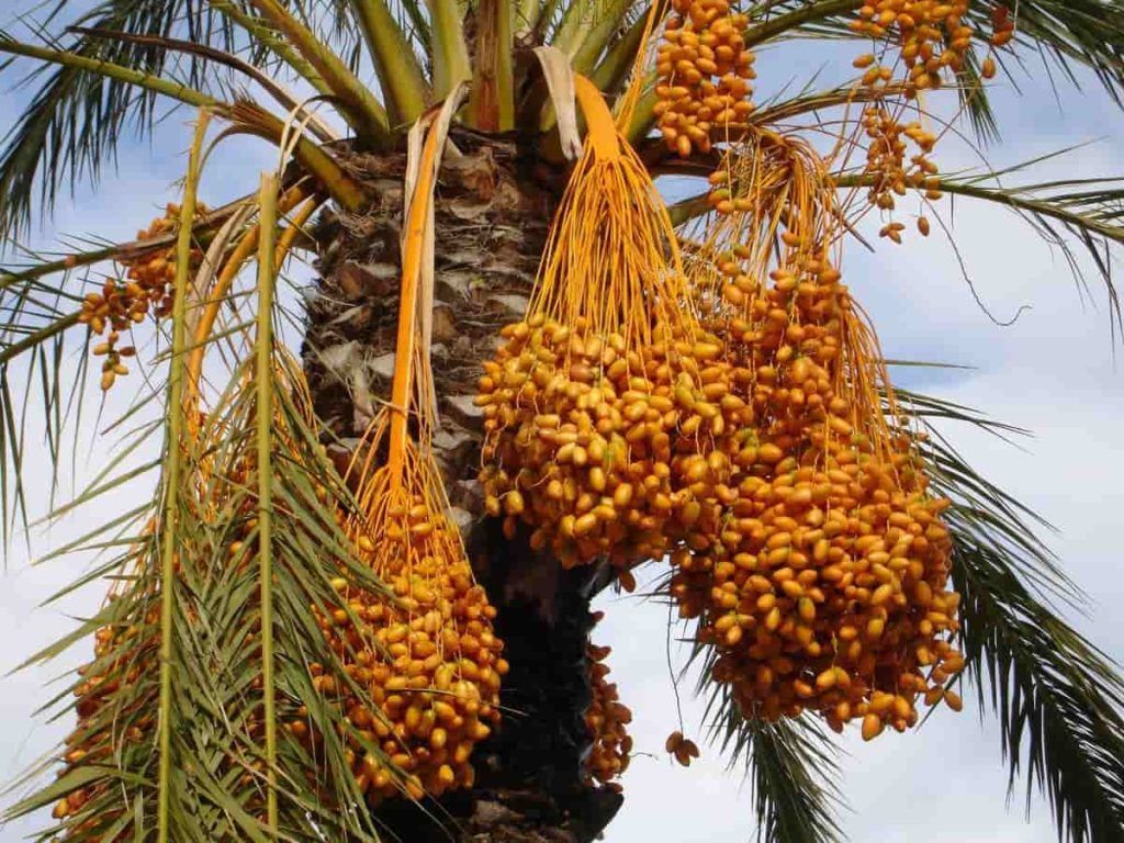 Date Palm Market 2022 Size, Dynamics & Forecast Report to 2028