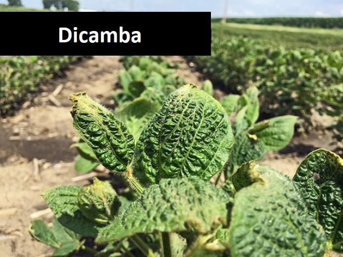 Dicamba Market 2022 Size, Dynamics & Forecast Report to 2028