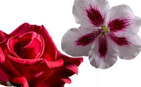 Diphenyl Oxide Market Size, Status, Growth Report