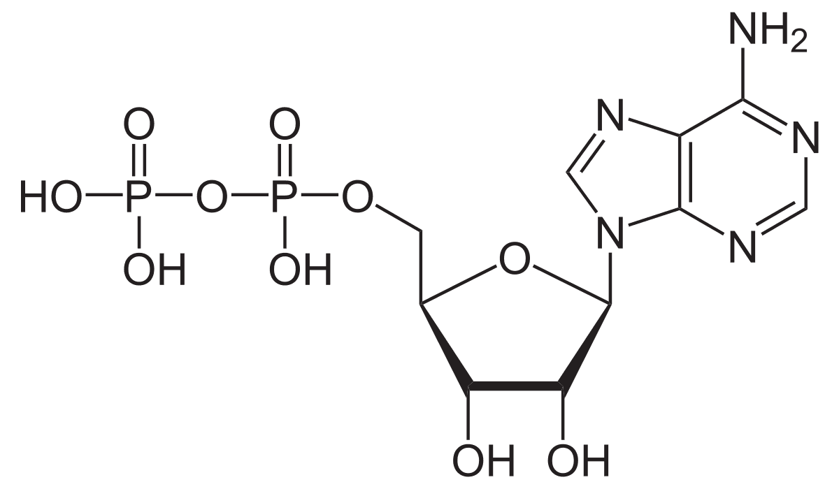 Diphosphate Market Size, Key Players Analysis & Forecast to 2028
