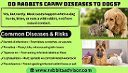 The Truth About Rabbits and Dog Health Risks