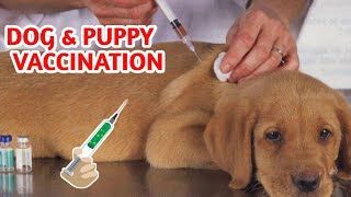 Dog Vaccines Market Research 2028 - Value Market Research