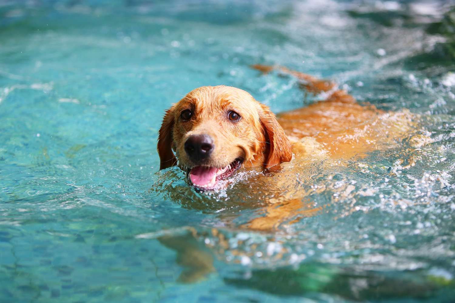 Energy Water for Dogs Poland Keeping Your Canine Companions