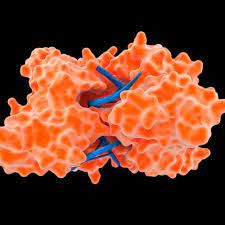 Enzymes Market Key Players and Industry Analysis Till 2028
