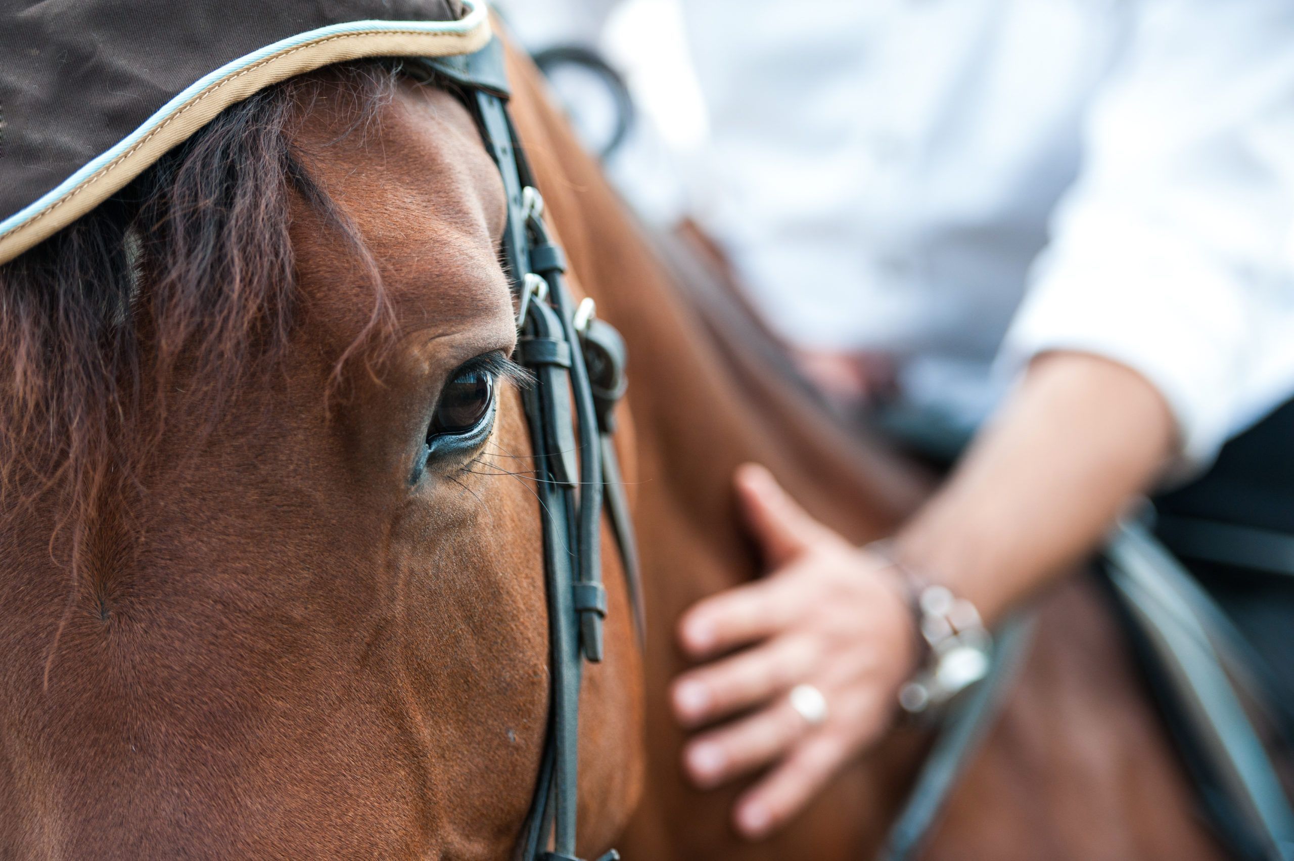 Equine Diagnostic Services Market Analysis Till 2028
