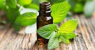 Essential Oil & Aromatherapy Market Size, Key Players Analysis 
