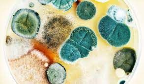 Feed Mycotoxin Detoxifiers Market 2022 Size, Dynamics & Forecast 