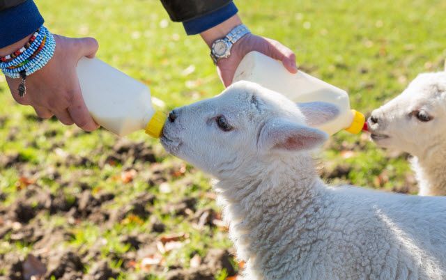 Feeding Lambs Milk Replacer Market Size & Forecast Report to 2028