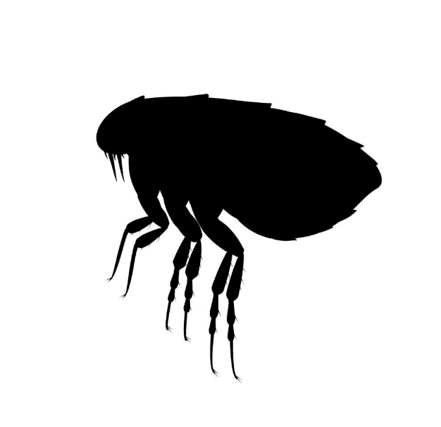 What Are the Early Signs of a Flea Infestation?
