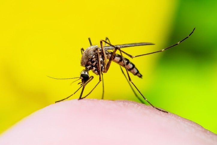 Flies Repellent Market Share, Dynamics & Forecast Report to 2028