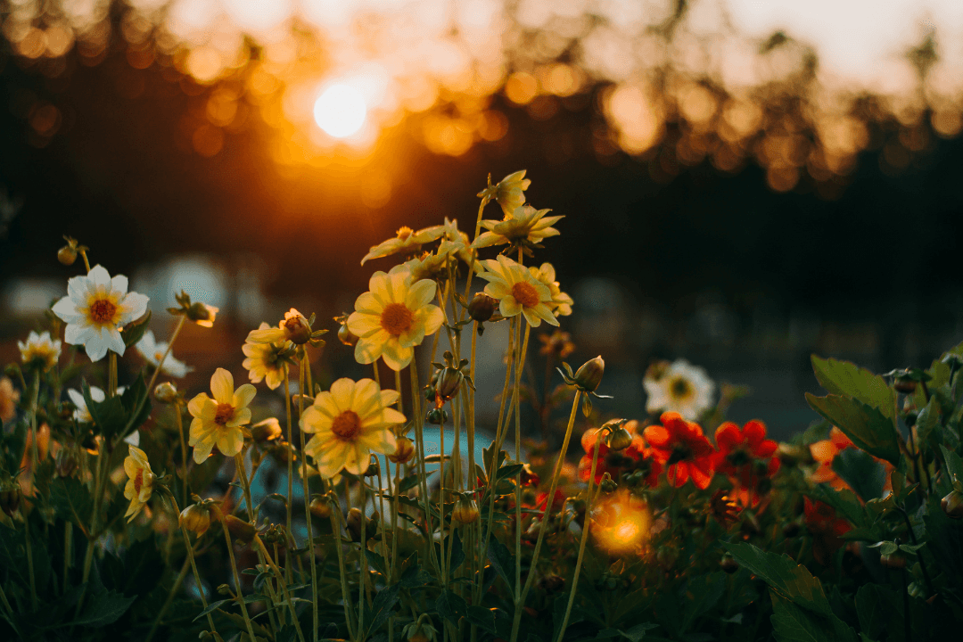 Flower Meanings Guide: Symbolism of Popular Flowers Explained