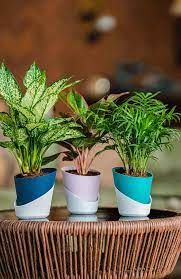 Flower Pots and Planters Market Analysis, Size, Share, Growth
