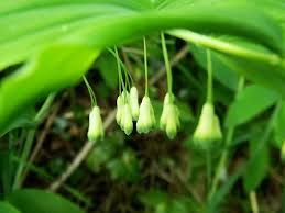 Fo-Ti Extract Market Growth | Research Report, 2028