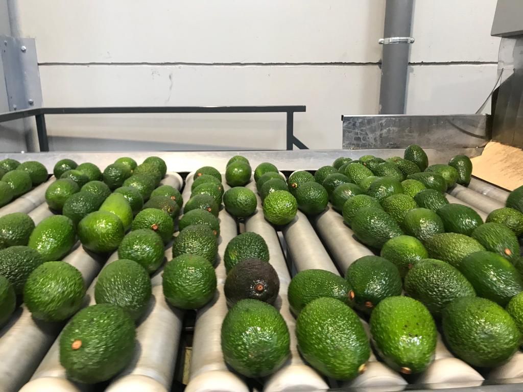 Food Sorting Machine Market Size, Analysis Report 2022-2028
