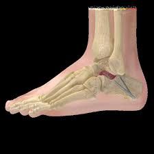 Foot and Ankle Allograft Market: Global Industry Analysis