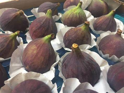 Fresh Figs Market: Industry Analysis Upto 2028