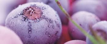 Functional Extract Market Major Key Players and Industry Analysis