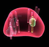 Fusion Biopsy Market 2022 Size & Forecast Research Report