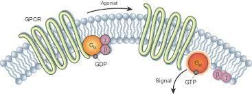 G-Protein Coupled Receptors Market Outlook Report Upto 2028