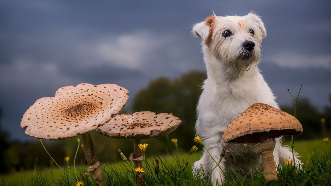 Does Your Dog Eat Mushrooms? Understanding the Risks