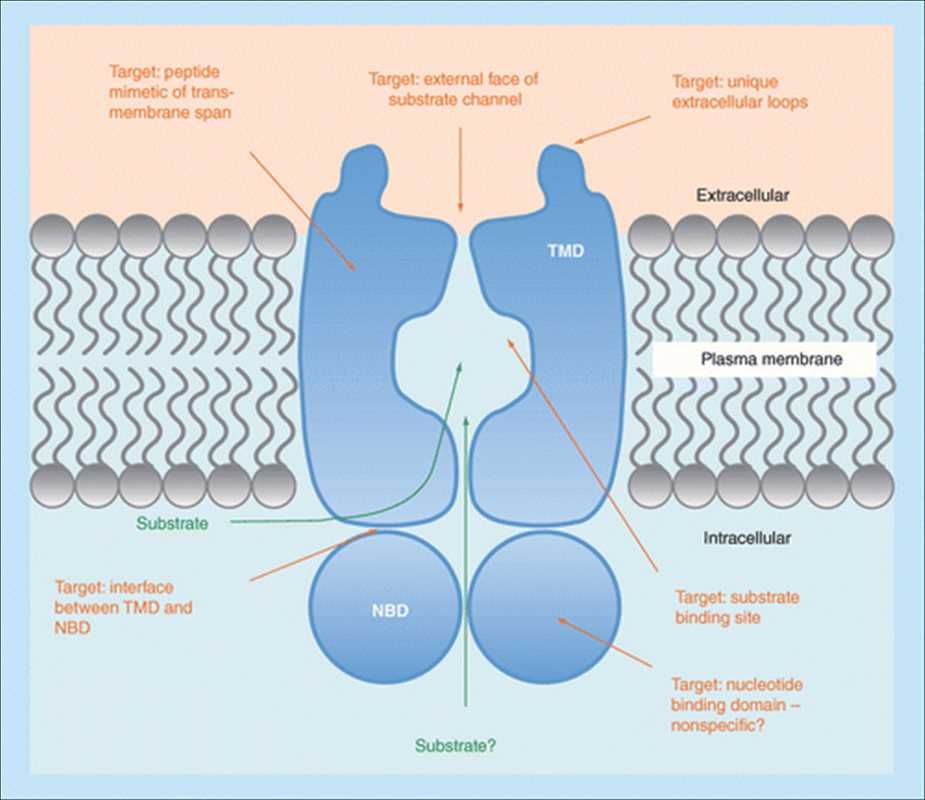 Global Antifungal Drug Market by Size, Trends, and Forecast 2028