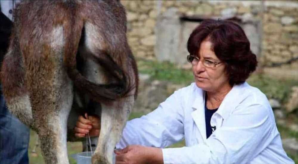 Global Donkey Milk Market by Size, Demand, Growth & Forecast 2028