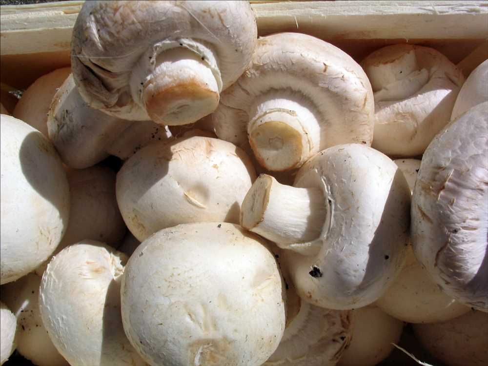 Global Mushroom Market Size, Drivers, Demand, and Opportunities