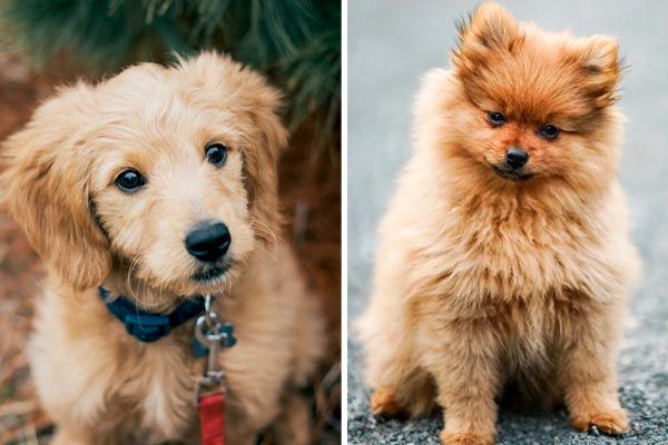 “All About the Golden Retriever Pomeranian Mix”