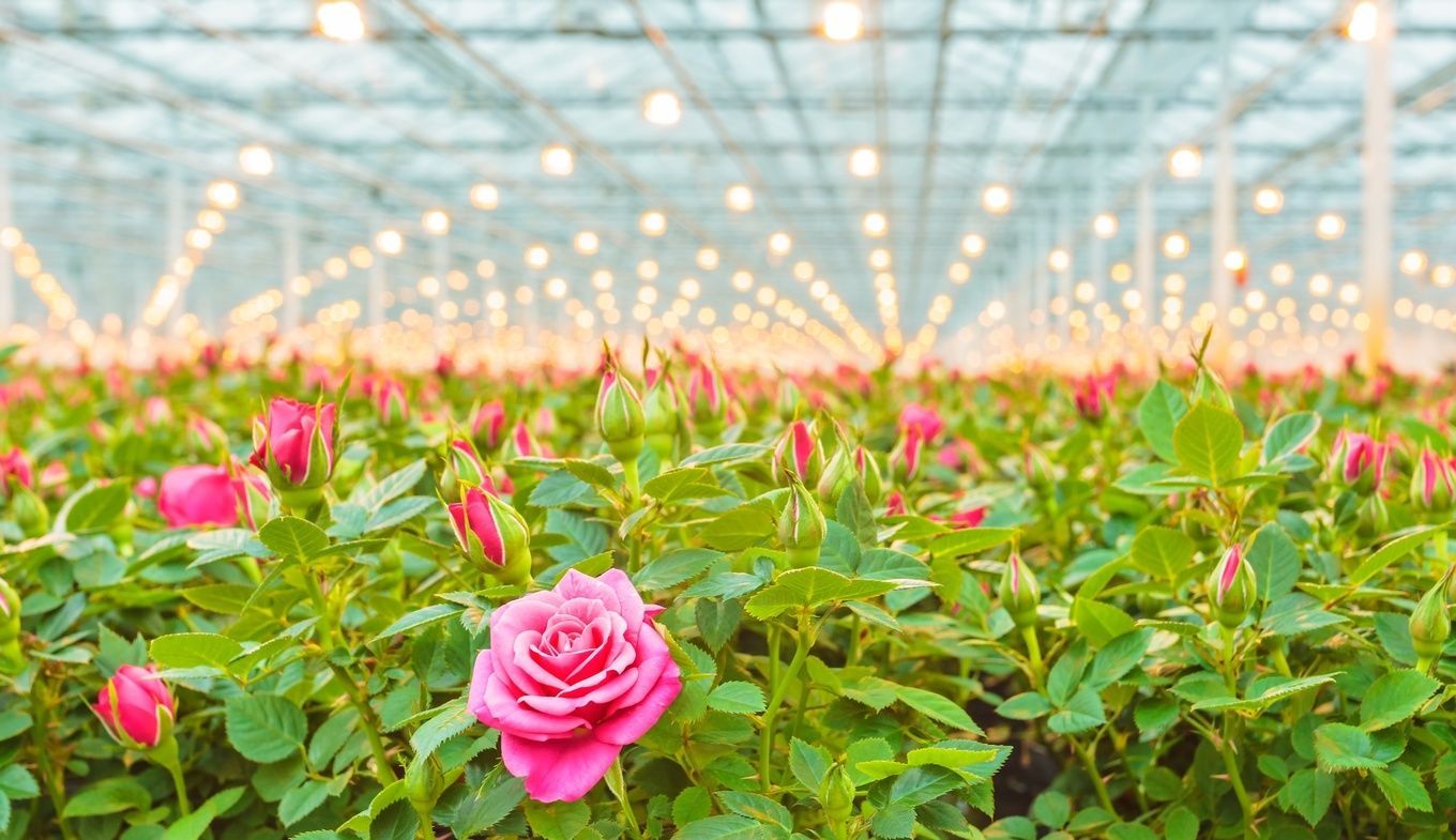 Greenhouse Film Market Opportunities Analysis & Forecast to 2028
