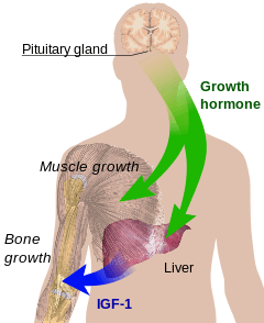 Growth Hormone Market Trends, Opportunity & Forecast to 2028
