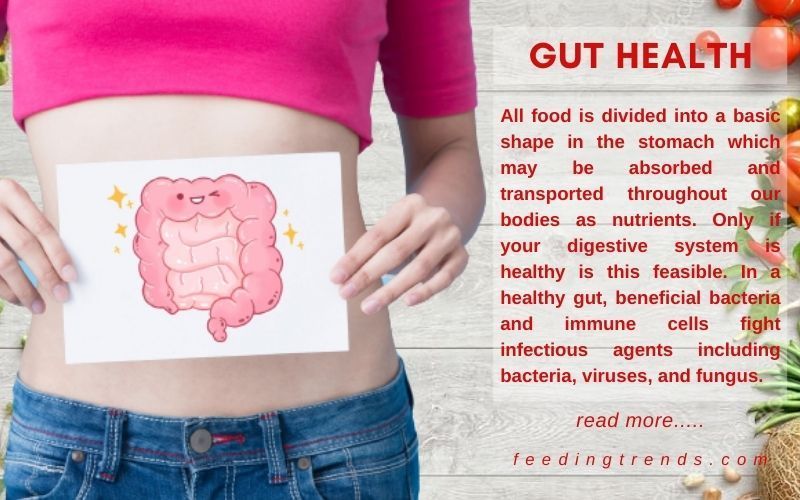 Gut Health, It's importance And Everything Else You Must Know