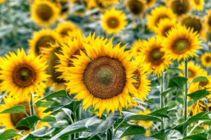 Beautiful Japanese Flowers Names and Their Symbolic Meaning