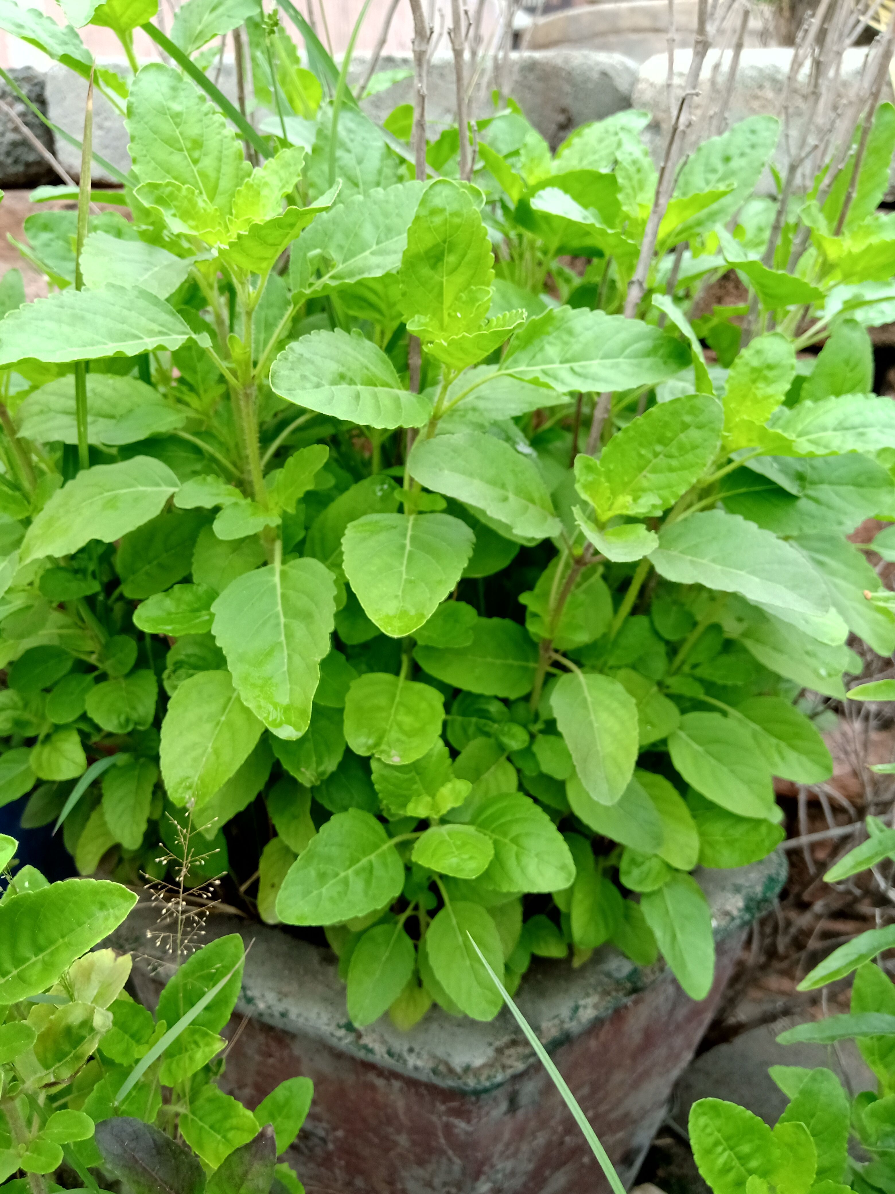 Know the Wonders of Holy Basil: A Natural Path to Weight Loss