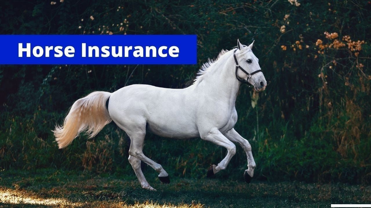 Horse Insurance Market 2022 Size, Dynamics & Forecast Report 2028