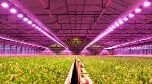 Horticulture Led Lighting Market Insight, Growth Analysis