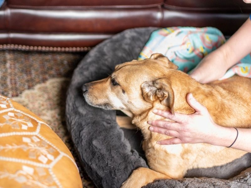 Common Questions About Pet Euthanasia Answered