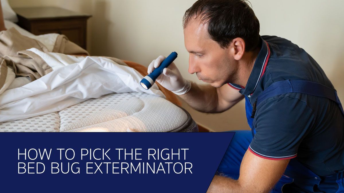 How to Pick the Right Bed Bug Exterminator