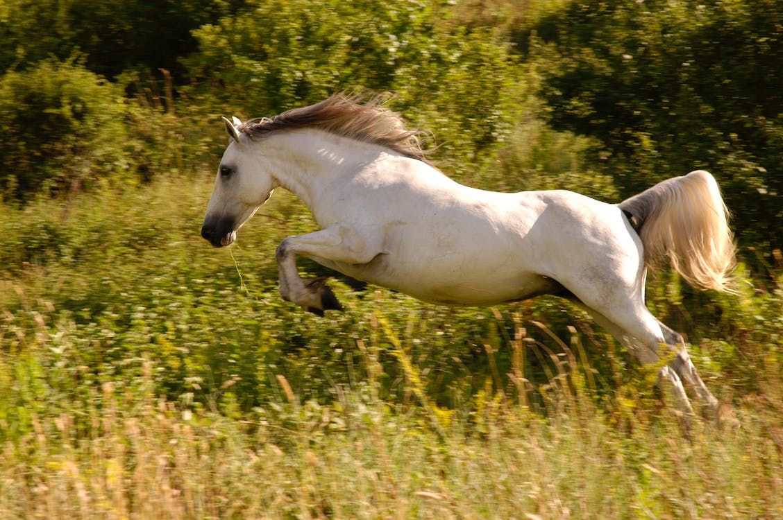 How to Strengthen a Weak Horse? Guide 2023